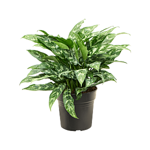 Aglaonema maria, top 10 kantoorplanten