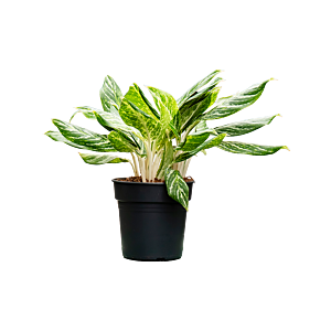 Aglaonema 'Madonna'