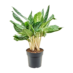 Aglaonema madonna, top 10 kantoorplanten