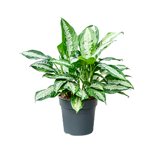 Aglaonema 'Pattaya beauty'