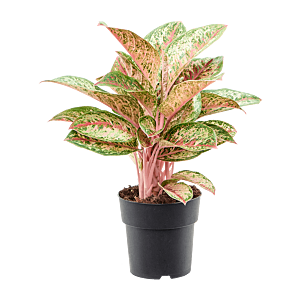Aglaonema Painted Celebration sterke kantoorplant