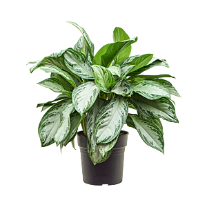 Aglaonema silver bay, top 10 kantoorplanten