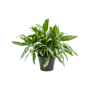 Aglaonema 'Silver Queen'