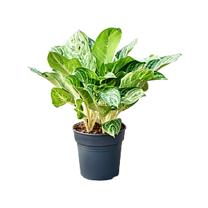 Aglaonema 'Soems Up'