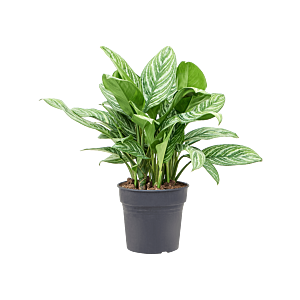Aglaonema stripes, top 10 kantoorplanten