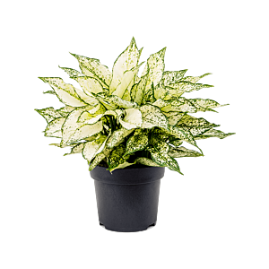 Aglaonema white kiwi, bijzondere kantoorplant