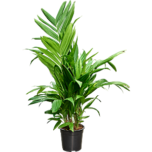 Areca triandra
