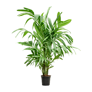 Areca triandra kantoorpalm