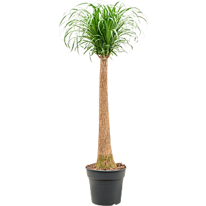 Beaucarnea recurvata
