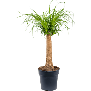 Beaucarnea recurvata kantoorplant