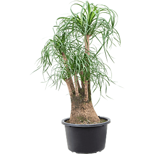 Beaucarnea recurvata eyecatcher voor kantoor