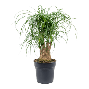 Beaucarnea recurvata, mooie kantoorplant voor een lichte locatie