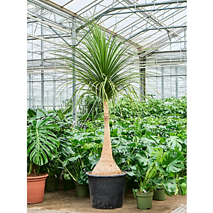 Beaucarnea recurvata 'Nolina'