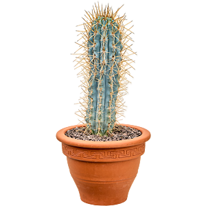 Browningia hertlingiana