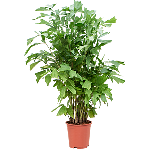 Caryota mitis