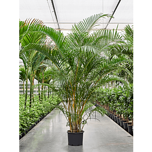 Areca