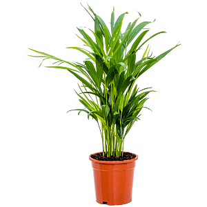 Areca kantoorpalm