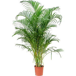 Grote areca palm