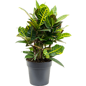 Croton petra
