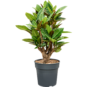 Croton petra