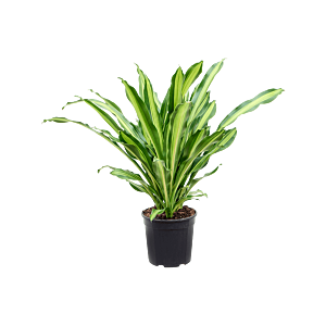 Dracaena fragrans 'Burley'