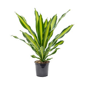 Dracaena fragrans 'Burley'