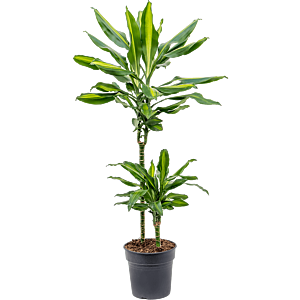 Dracaena fragrans cintho, sterke kantoorplant