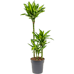 Dracaena fragrans cintho, sterke kantoorplant