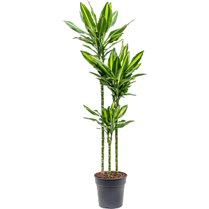 Dracaena fragrans Cintho mooie kantoorplant