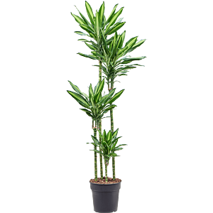 Dracaena fragrans 'Cintho'