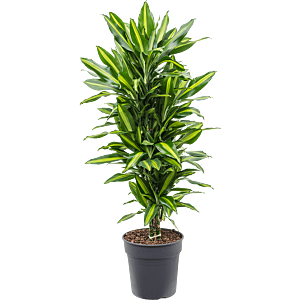 Dracaena fragrans cintho, makkelijk te onderhouden
