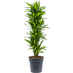 Dracaena fragrans cintho, kantoorplant