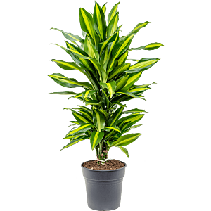 Dracaena fragrans 'Cintho'