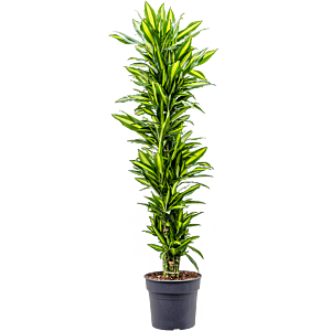 Dracaena fragrans cintho, sterke kantoorplant