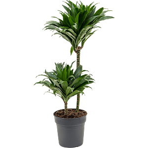 Dracaena fragrans compacta, top 10 kantoorplanten