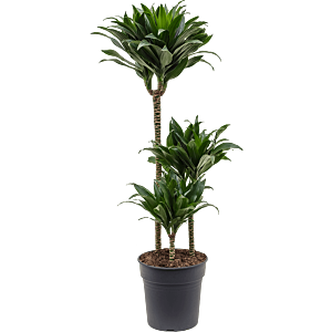 Dracaena fragrans compacta, drakenbloed voor kantoor
