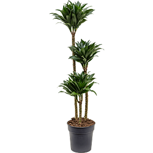 Dracaena fragrans 'Compacta'