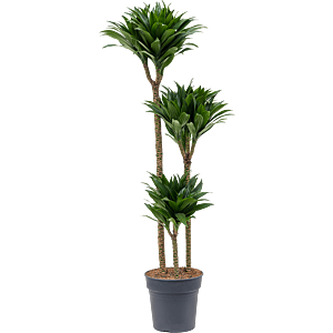 Dracaena fragrans compacta, sterke kantoorplant
