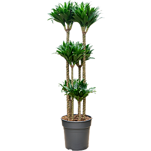 Dracaena fragrans compacta, top 10 kantoorplanten