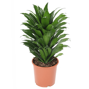Dracaena compacta sterke kantoorplant