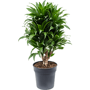 Dracaena fragrans 'Compacta'