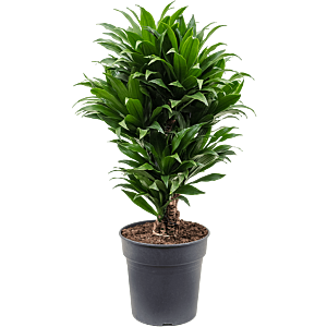 Dracaena fragrans compacta  kantoorplant