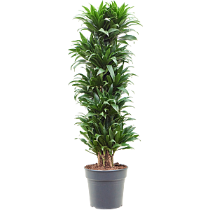 Dracaena fragrans 'Compacta'