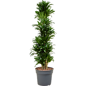 Dracaena fragrans compacta, sterke kantoorplant