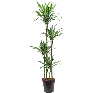 Dracaena deremensis 'Warneckei'