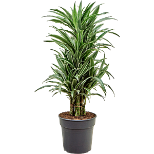 Dracaena deremensis 'Warneckei'