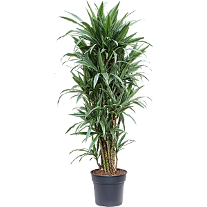 Dracaena deremensis 'Warneckei'