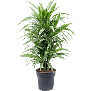 Dracaena deremensis 'Warneckei'