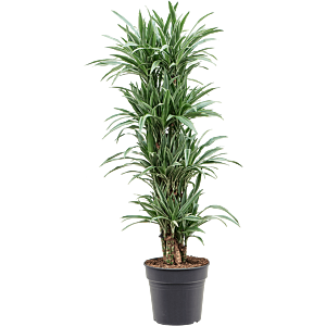 Dracaena deremensis 'Warneckei'