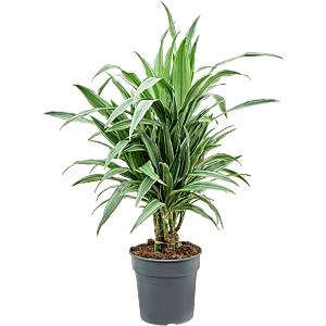 Dracaena deremensis 'Warneckei'
